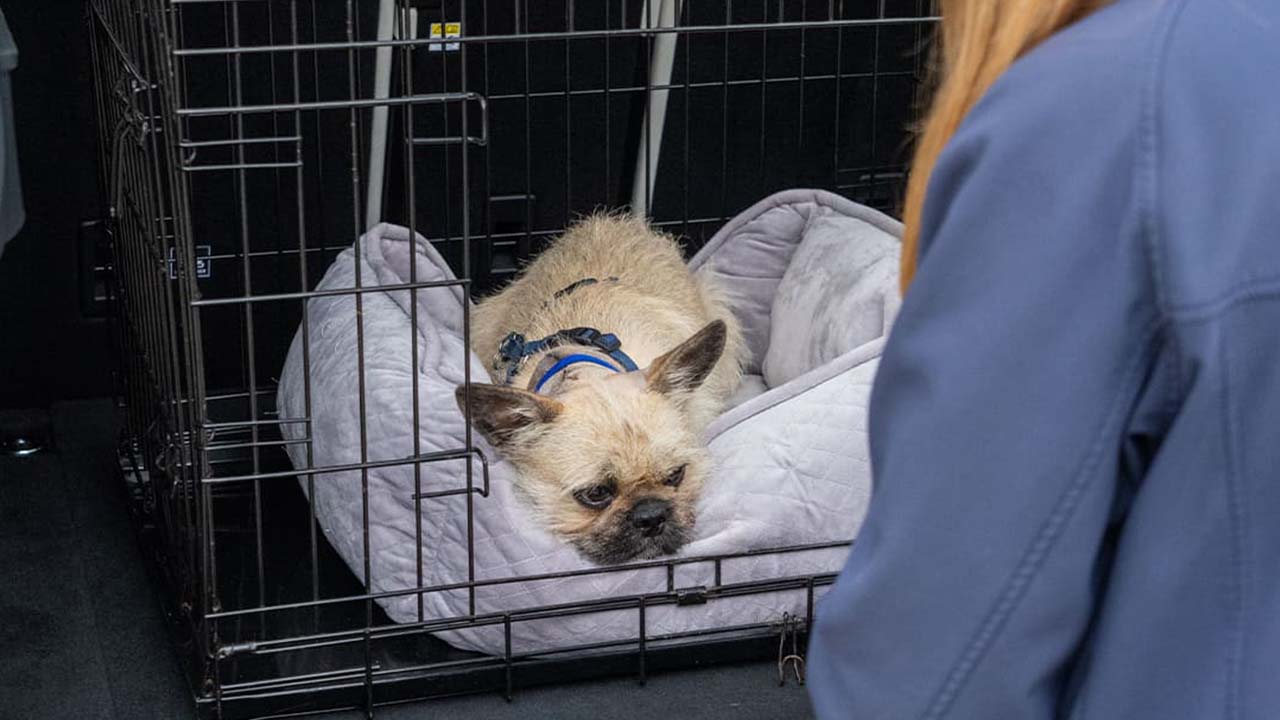 Small dog sitting in a carry cage that's in the back of a car