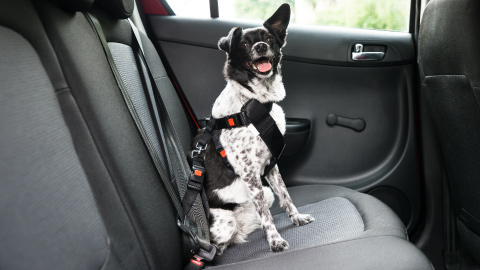 White and black dog sitting in the backseat of a car