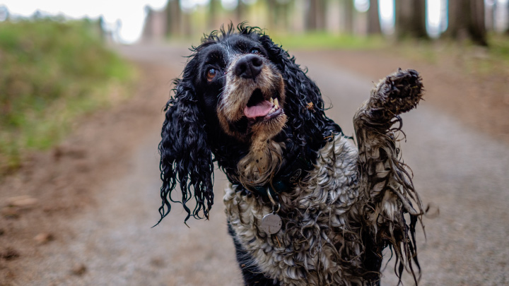Dog with Muddy Paws
