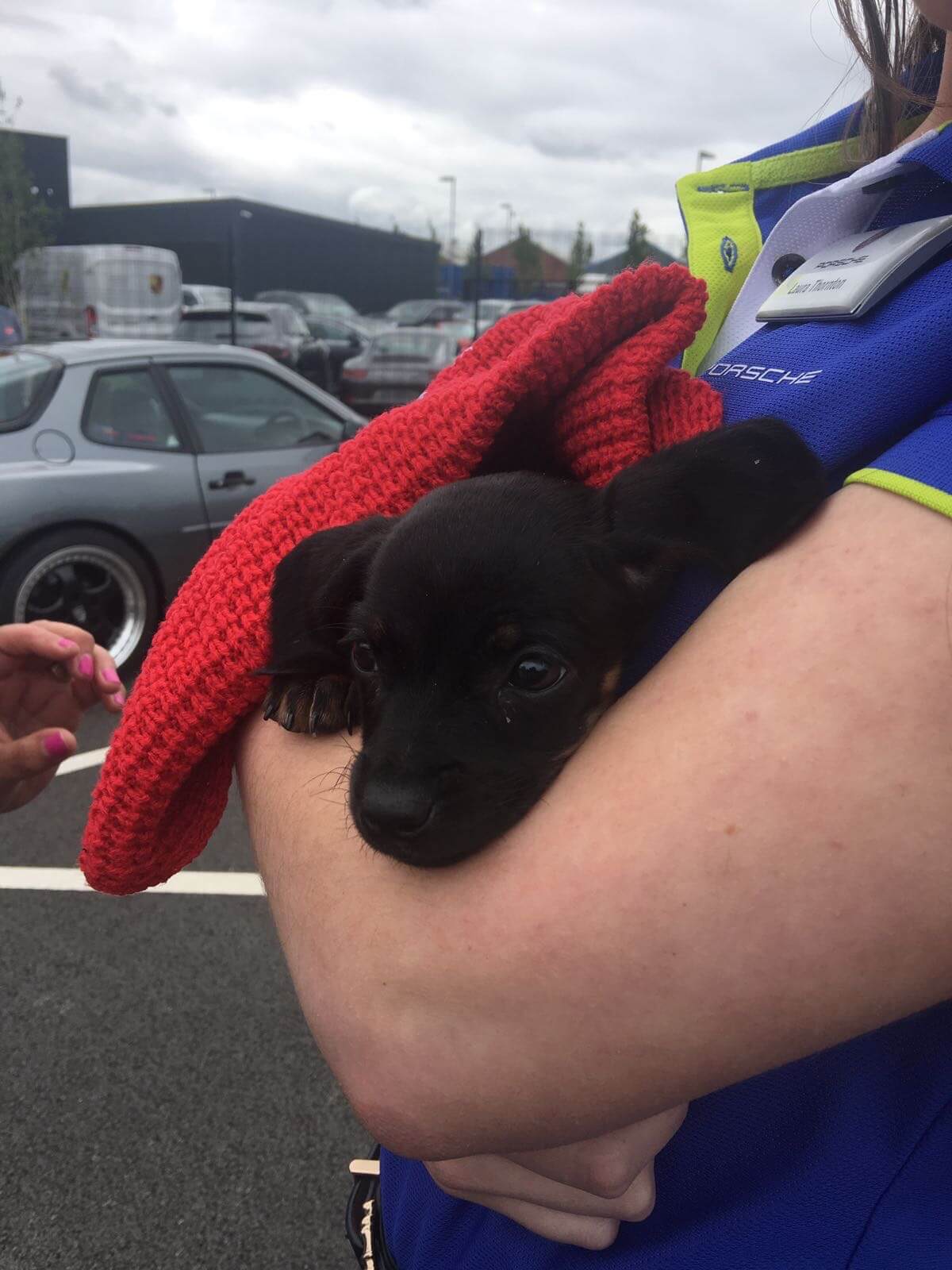 porsche puppy dog