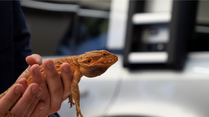 Bearded dragon